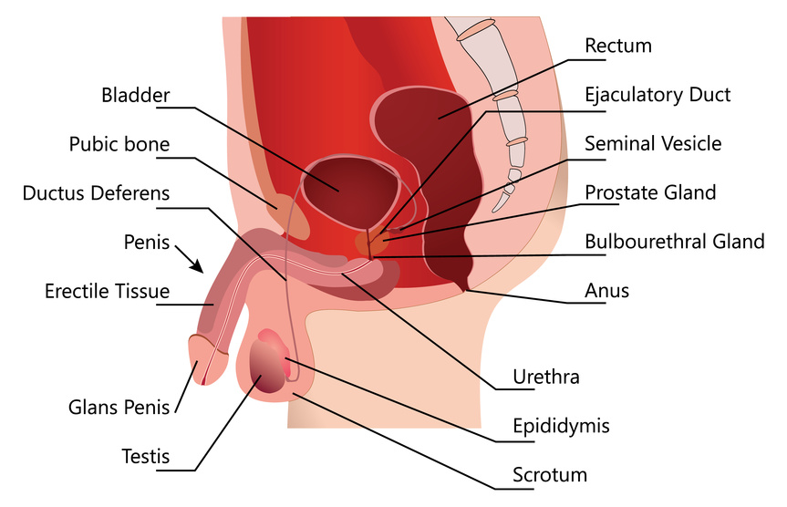 Penis Inside Vagina Pic 34