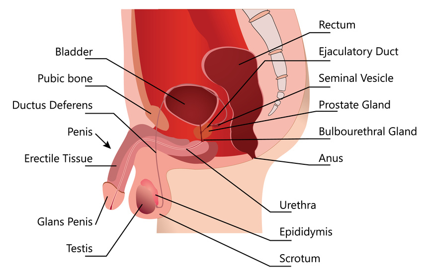 Penis Inside Vegina 117