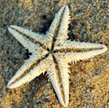 Starfish