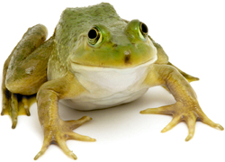 Frog