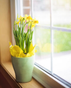 daffodils on a sunny windowsill