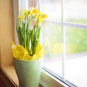 daffodils on a sunny windowsill